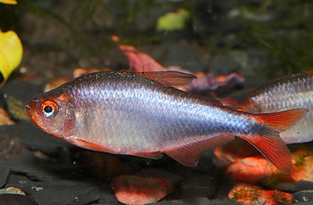 Hyphessobrycon wadai Brombeersalmler 