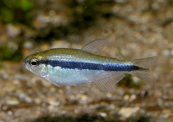 Hyphossobrycon cyanotaennia 