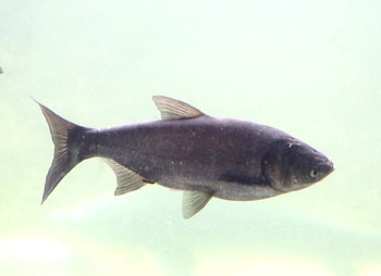 Hypophtalmichthys molitrix Silberkarpfen 