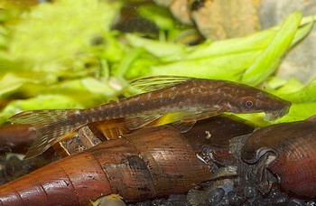 Hypoptopoma inexspectatum