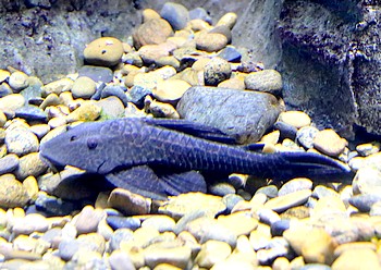 Hypostomus latifrons L51 L281