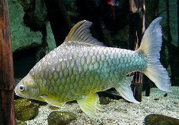 Hypsibarbus wetmorei Wetmore-Barbe Hypsibarbus wetmorei Wetmore-Barbe