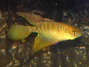 Hypsolebias radiseriatus JAIBA