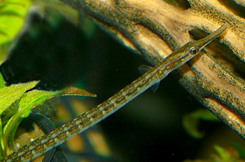 Ichthyocampus carce Indische S��wassernadel 