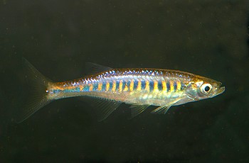 Inlecyprus auropurpureus Inlesee-K�rpfling