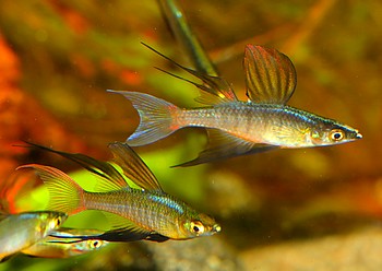 Iriatherina werneri Filigran-Regenbogenfisch 01