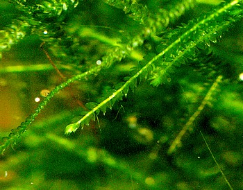 Vesicularia dubyana, Javamoos