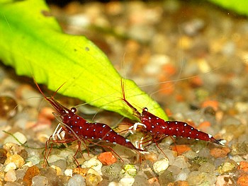 Caridina dennerli, Kardinalsgarnele, S��wassergarnele