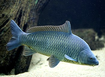Cyprinus carpio, Karpfen Cyprinus carpio, Karpfen