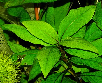 Hygrophila corymbo, Kirschblatt