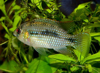 Anomalochromis thomasi