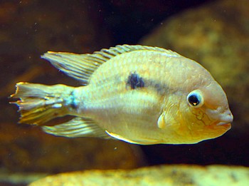 Krobia guianensis, Guyanabuntbarsch