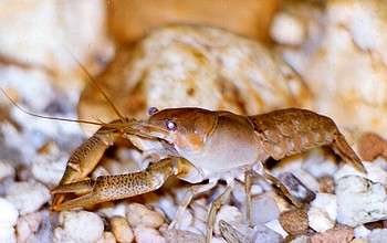 Procambarus cubensis, Kuba-Krebs