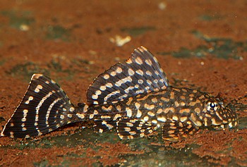 L001 Glyptoperichthys joselimaianus Segelschilderwels 01