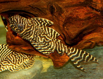 L066 Hypancistrus spec KING TIGER 