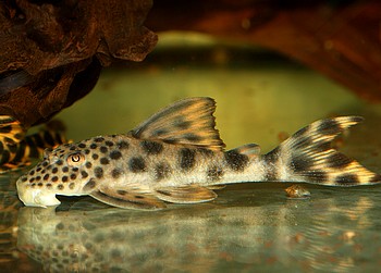 L075 Ancistomus cf sabaji RIO TAPAJOS Para-Pleco 