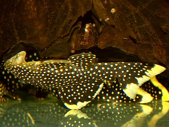 L081 Baryancistrus spec GOLDEN NUGGET 