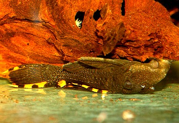 L091 Leporacanthicus triactis Orangesaum-R�sselzahnwels