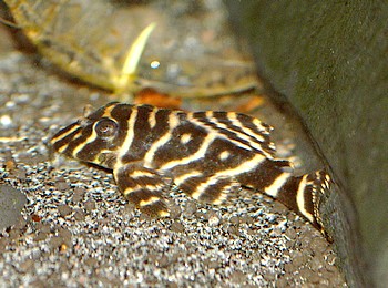 L129 Hyperancistrau debilittera 