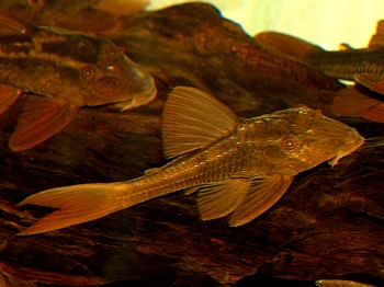 L137 Hypostomus basilisko RED-BRUNO 