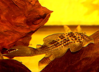 L141 Ancistomus snethlageae Schwarzpunkt-Silberpleco