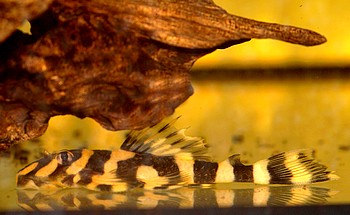 L168 Zonancistrus brachyurus NEGRO BUTTERFLY