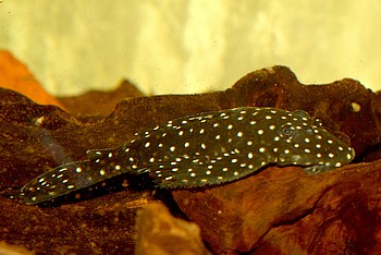 L235 Pseudolithoxus anthrax Flieger-Pleco