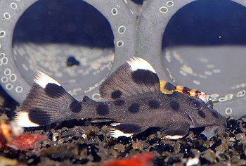 L264 Leporancistrus joselimai 01