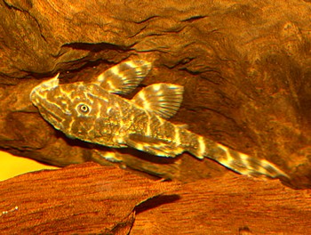 L448 Panaqolus cf maccus Zierbinden-Zwergschilderwels 