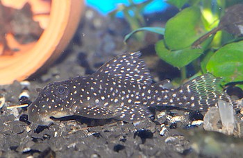 L 136 Demini-Engelsharnischwels 01