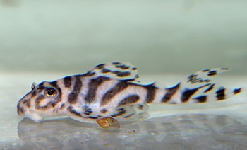 L 174 Hypancistrus sp OZELOT 
