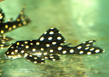 L 201 Hypancistrus inspector 