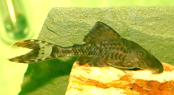 L 203 Panaque schaeferi 