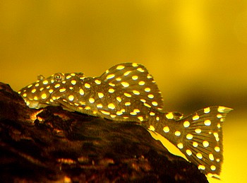 L 7 Lepoancanthicus galaxias 