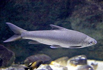 Labeobarbus leleupanus