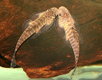 Labigastromyzon changtingensis Gelbflossen-Zebraflossensauger 