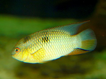 Laetacara fulvipinnis