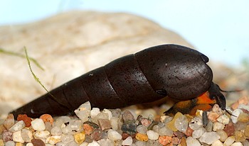 Faunus ater, Lava-Schnecke, S��wasserschnecke