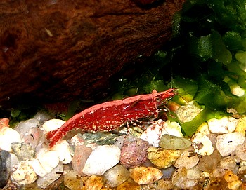 Caridina davidi, R�ckenstrichgarnele