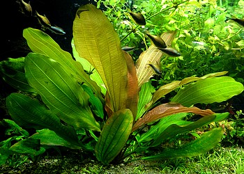 Echinodorus osiris