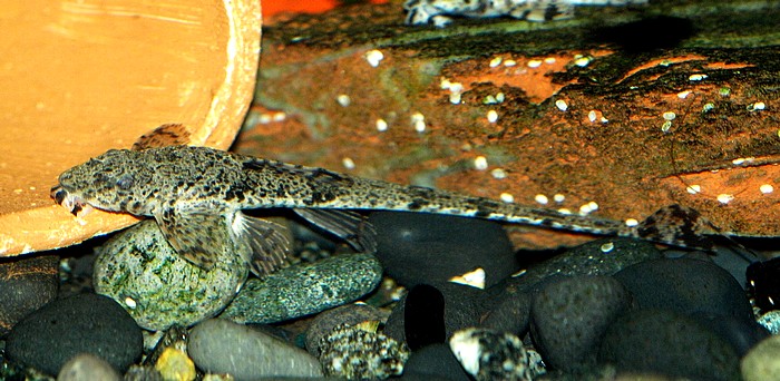 Leliella spec Roter Hexenwels