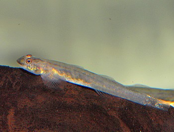 Lentipes multiradiatus 