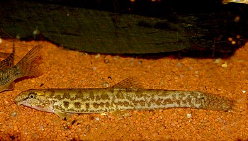 Lepidocephalus guntea Pantherschmerle 