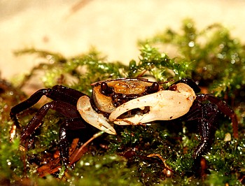 Lepidothelphusa cognetti Totenk�pfchen