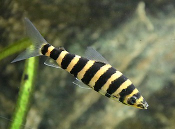 Leporinus affinis Gr�ner Leporinus 