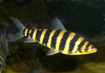 Leporinus fasciatus Geb�nderter Engmaulsalmler