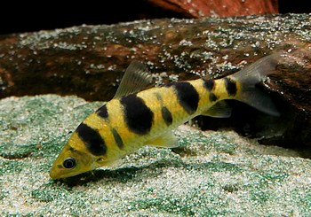 Leporinus pellegrini 