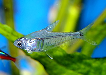 Leptagoniates pi, Bergkristallsalmler