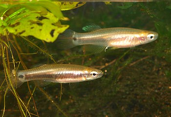 Leptolucania ommata, Wichtelk�rpfling