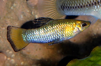 Limia perugiae Perugiak�rpfling 